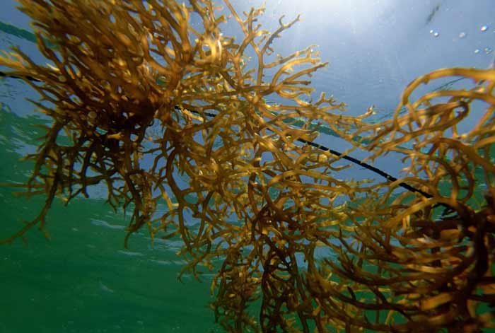 sf Blue Tech industry vertical marine seaweed mike blakely