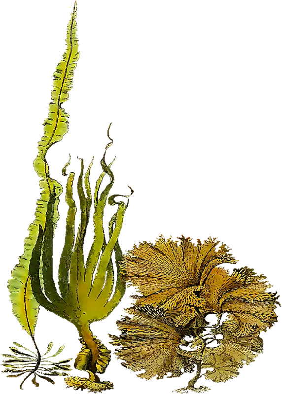 industry vertical lead Seaweed